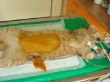 DSC08718.JPG