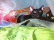 Gato Coco.jpg
